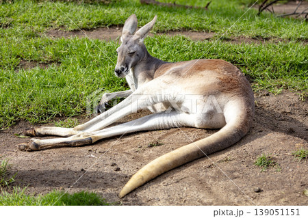 An Australian Kangaroo laying on the ground and relaxing in the sunshine An Australian Kangaroo laying on the ground and relaxing in the sunshine 139051151