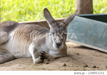 An Australian Kangaroo laying on the ground and relaxing in the sunshine An Australian Kangaroo laying on the ground and relaxing in the sunshine 139051152