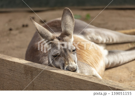 An Australian Kangaroo laying on the ground and relaxing in the sunshine An Australian Kangaroo laying on the ground and relaxing in the sunshine 139051155