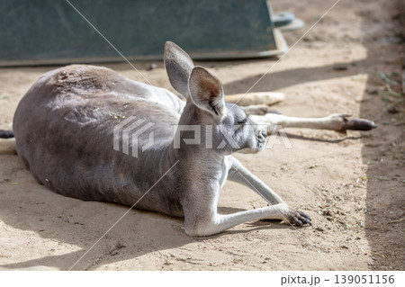 An Australian Kangaroo laying on the ground and relaxing in the sunshine 139051156