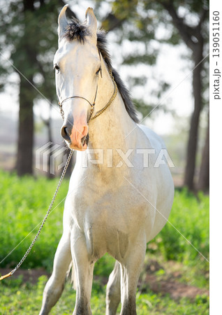 portrait of beautiful young grey Marwari stallion posing in garden at sunny day. India portrait of beautiful young grey Marwari stallion posing in garden at sunny day. India 139051160