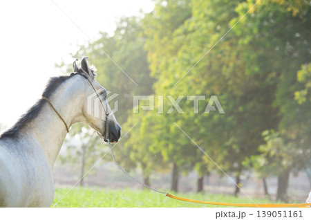 portrait of beautiful young grey Marwari stallion posing in garden at sunny day. India 139051161