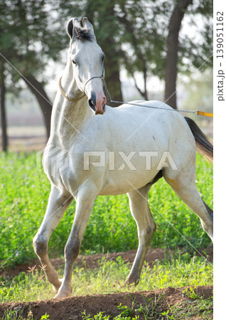 portrait of beautiful young grey Marwari stallion posing in garden at sunny day. India portrait of beautiful young grey Marwari stallion posing in garden at sunny day. India 139051162