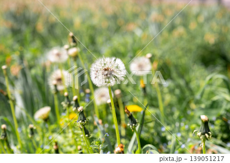 Fluffy dandelion blowball in a wild grass field with soft natural light. Dreamy springtime, fragile beauty and freedom concept. 139051217