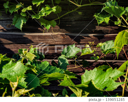 Sunlit grapevine curls and green leaves on a dark wooden wall. High-contrast composition with vibrant vines against a weathered charcoal timber background. Rustic chiaroscuro and old textures Sunlit grapevine curls and green leaves on a dark wooden wall. High-contrast composition with vibrant vines against a weathered charcoal timber background. Rustic chiaroscuro and old textures 139051285