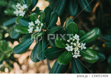 Beautiful white flowers of Japanese mock orange (Pittosporum tobira) in a sinny garden. Beautiful white flowers of Japanese mock orange (Pittosporum tobira) in a sinny garden. 139051409