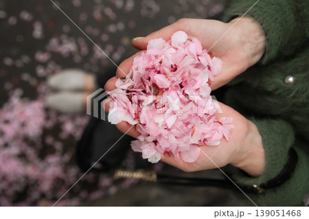 Hands petals cherry blossom holding pink heart shape 139051468