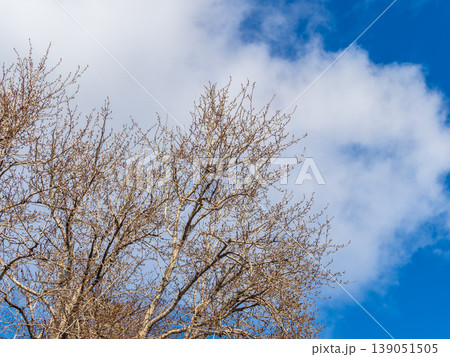 poplar branches, covered with buds against the blue sky poplar branches, covered with buds against the blue sky 139051505