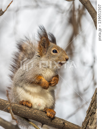 Portrait of a squirrel on a tree trunk 139051507
