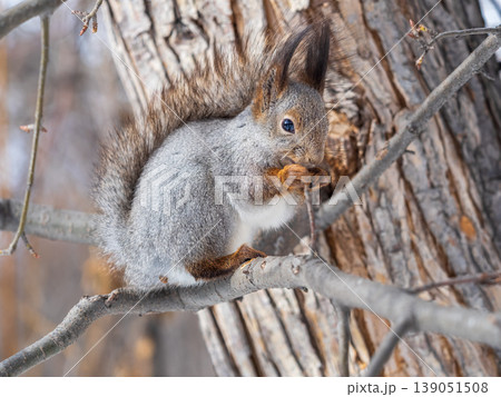 The squirrel with nut sits on tree in the winter or late autumn The squirrel with nut sits on tree in the winter or late autumn 139051508