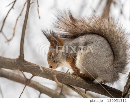 Portrait of a squirrel on a tree trunk 139051511