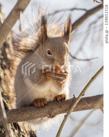 Squirrel eats nuts from a man's hand. Caring for animals in winter or autumn. Squirrel eats nuts from a man's hand. Caring for animals in winter or autumn. 139051518