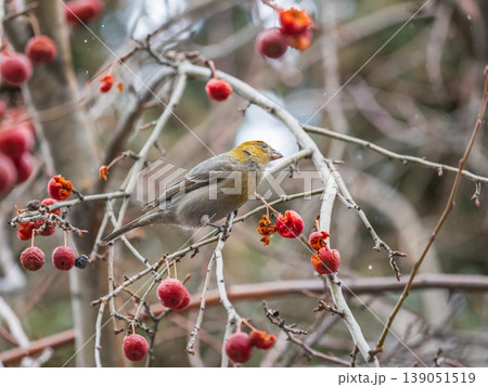 Pine Grosbeak Female Eating Red Berries in Winter 139051519