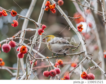 Pine Grosbeak Female Eating Red Berries in Winter Pine Grosbeak Female Eating Red Berries in Winter 139051521