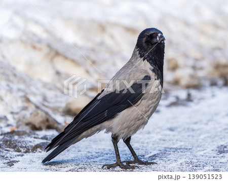 Crow in the snow on a winter day close-up Crow in the snow on a winter day close-up 139051523