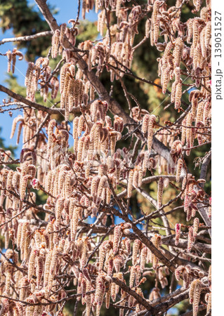 Backlit cluster of female European aspen or Quaking Aspen, Populus tremuloides, catkins, under the soft spring sun Backlit cluster of female European aspen or Quaking Aspen, Populus tremuloides, catkins, under the soft spring sun 139051527