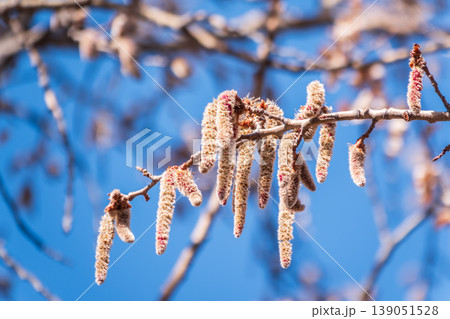 Backlit cluster of female European aspen or Quaking Aspen, Populus tremuloides, catkins, under the soft spring sun 139051528