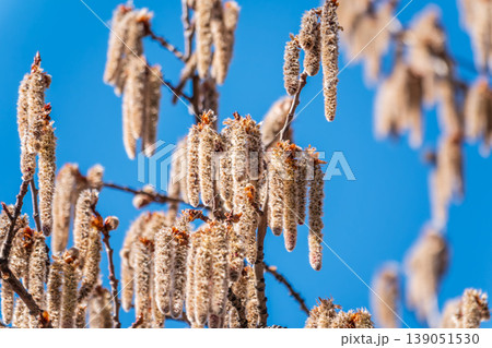 Backlit cluster of female European aspen or Quaking Aspen, Populus tremuloides, catkins, under the soft spring sun Backlit cluster of female European aspen or Quaking Aspen, Populus tremuloides, catkins, under the soft spring sun 139051530