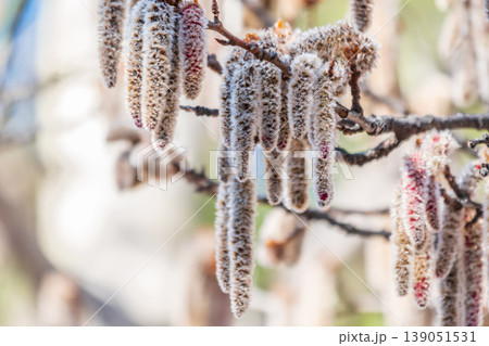 Backlit cluster of female European aspen or Quaking Aspen, Populus tremuloides, catkins, under the soft spring sun Backlit cluster of female European aspen or Quaking Aspen, Populus tremuloides, catkins, under the soft spring sun 139051531