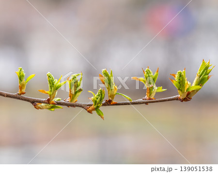 Green bushes with young leaves in the sunset Green bushes with young leaves in the sunset 139051538