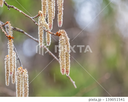 Backlit cluster of female European aspen or Quaking Aspen, Populus tremuloides, catkins, under the soft spring sun Backlit cluster of female European aspen or Quaking Aspen, Populus tremuloides, catkins, under the soft spring sun 139051541