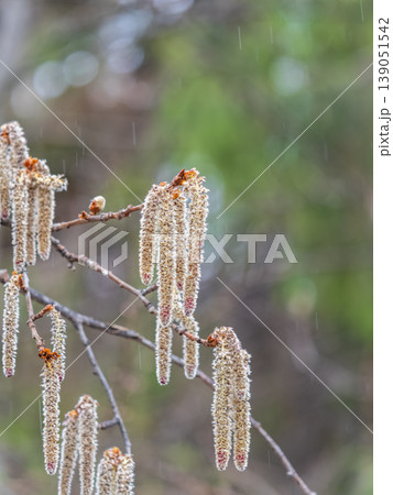 Backlit cluster of female European aspen or Quaking Aspen, Populus tremuloides, catkins, under the soft spring sun 139051542