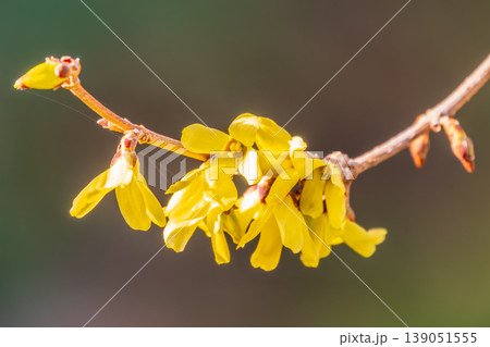 Forsythia. Blooming forsythia bush. Yellow flower on a branch of forsythia. Forsythia. Blooming forsythia bush. Yellow flower on a branch of forsythia. 139051555