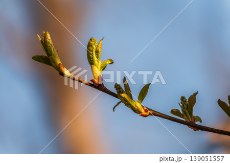 Green bushes with young leaves in the sunset 139051557