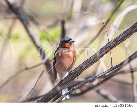 Common chaffinch, Fringilla coelebs, sits on a tree. Common chaffinch in wildlife. Common chaffinch, Fringilla coelebs, sits on a tree. Common chaffinch in wildlife. 139051566