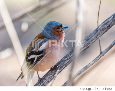 Common chaffinch, Fringilla coelebs, sits on a tree. Common chaffinch in wildlife. Common chaffinch, Fringilla coelebs, sits on a tree. Common chaffinch in wildlife. 139051568