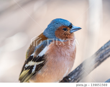Common chaffinch, Fringilla coelebs, sits on a tree. Common chaffinch in wildlife. Common chaffinch, Fringilla coelebs, sits on a tree. Common chaffinch in wildlife. 139051569