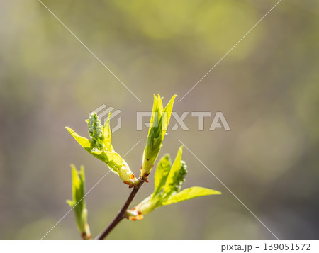 Green bushes with young leaves in the sunset Green bushes with young leaves in the sunset 139051572