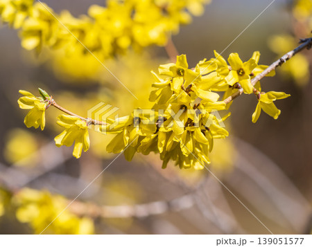 Forsythia. Blooming forsythia bush. Yellow flower on a branch of forsythia. Forsythia. Blooming forsythia bush. Yellow flower on a branch of forsythia. 139051577