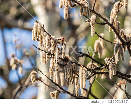 Backlit cluster of female European aspen or Quaking Aspen, Populus tremuloides, catkins, under the soft spring sun Backlit cluster of female European aspen or Quaking Aspen, Populus tremuloides, catkins, under the soft spring sun 139051587