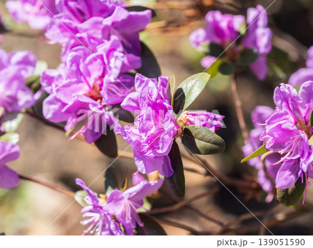 Pink flowers of Siberian rhododendron copy space. Rhododendron dauricum. Spring flowering of Altai rhododendron. Pink flowers of Siberian rhododendron copy space. Rhododendron dauricum. Spring flowering of Altai rhododendron. 139051590
