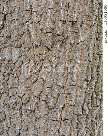 Bark texture and background of a old tree trunk. Detailed bark texture. Bark texture and background of a old tree trunk. Detailed bark texture. 139051600
