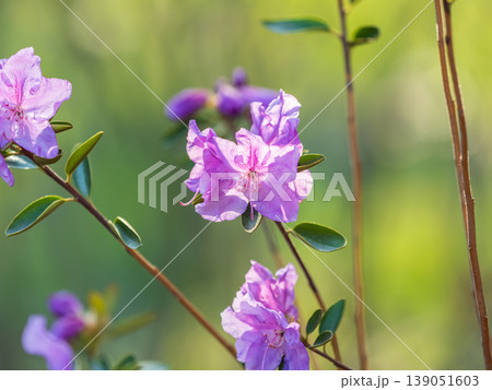 Pink flowers of Siberian rhododendron copy space. Rhododendron dauricum. Spring flowering of Altai rhododendron. 139051603