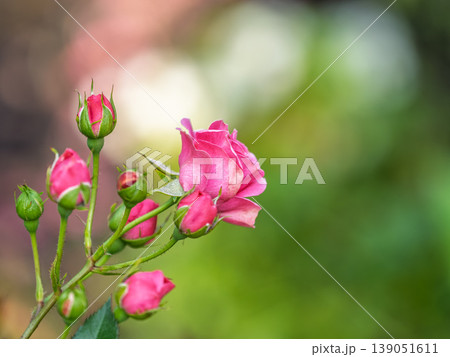 Close-up of a pink rose on green background Close-up of a pink rose on green background 139051611
