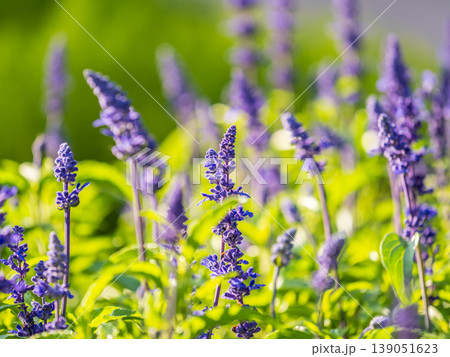 Blue Salvia farinacea flowers, or Mealy Cup Sage on green background, close-up. Blue Salvia farinacea flowers, or Mealy Cup Sage on green background, close-up. 139051623