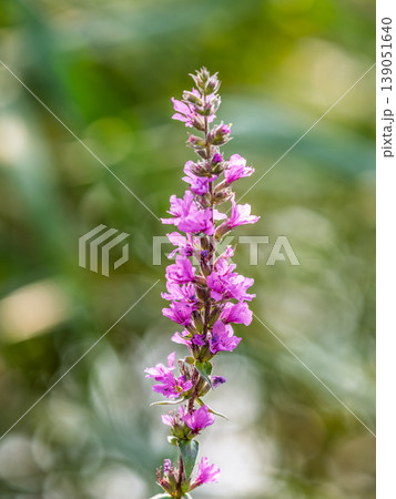 Summer Flowering Purple Loosestrife, Lythrum tomentosum on a green blured background. Summer Flowering Purple Loosestrife, Lythrum tomentosum on a green blured background. 139051640