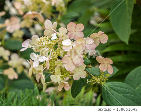 Lush white and yellow hydrangea flowers in summer. Lush white and yellow hydrangea flowers in summer. 139051645