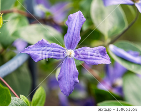Spring Flowering Downy Clematis (Clematis macropetala). Close up of flowering blue Clematis on blurred background. 139051658