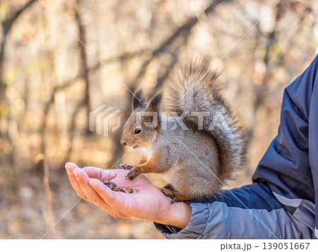 A squirrel in the spring or autumn eats nuts from a human hand. Eurasian red squirrel, Sciurus vulgaris A squirrel in the spring or autumn eats nuts from a human hand. Eurasian red squirrel, Sciurus vulgaris 139051667