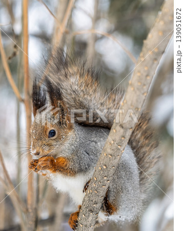 The squirrel with nut sits on tree in the winter or late autumn The squirrel with nut sits on tree in the winter or late autumn 139051672