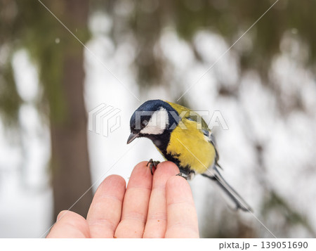 A tit sits on a man's hand and eats seeds. 139051690