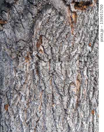 Bark texture and background of a old tree trunk. Detailed bark texture. Bark texture and background of a old tree trunk. Detailed bark texture. 139051700