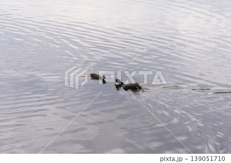 Eurasian Coot with Chicks Swimming on Lake 139051710