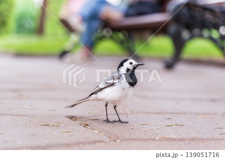 Wagtail sits on the ground with a beautiful blurred background. Wagtail sits on the ground with a beautiful blurred background. 139051716