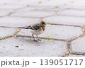 White Wagtail chick sitting on the ground 139051717