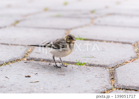 White Wagtail chick sitting on the ground 139051717